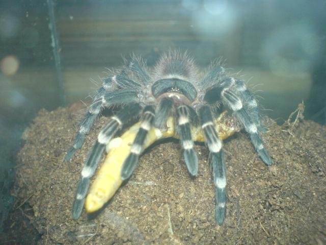 Acanthoscurria brocklehursti