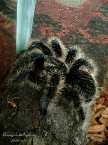 Brachypelma albopilosum L10