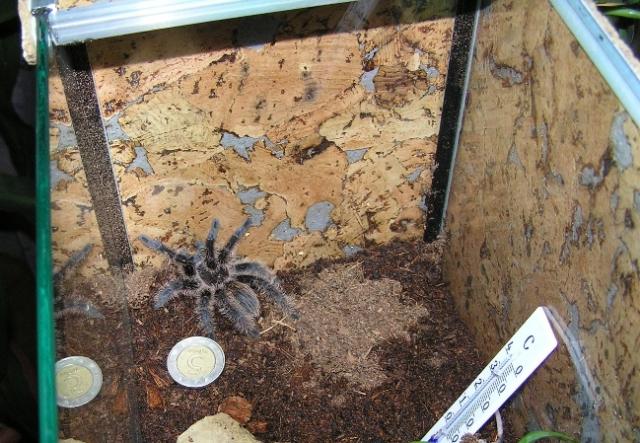 Brachypelma albpilosum