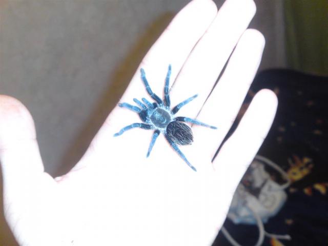 Brachypelma albopilosum