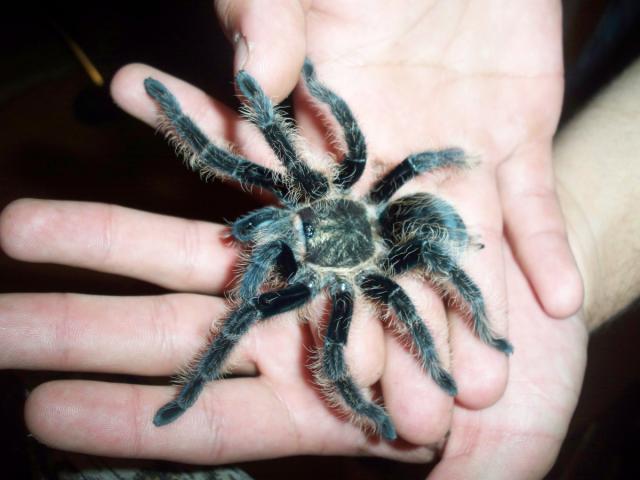 Brachypelma albopilosum