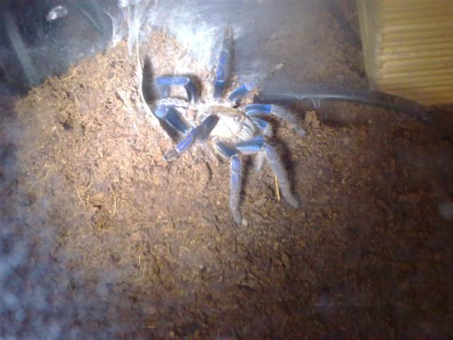 H. lividum