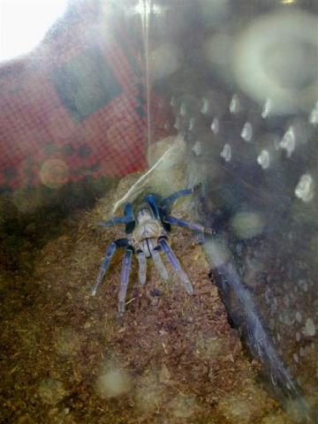 H. lividum