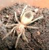 lasiodora_t1_1_2.jpg
