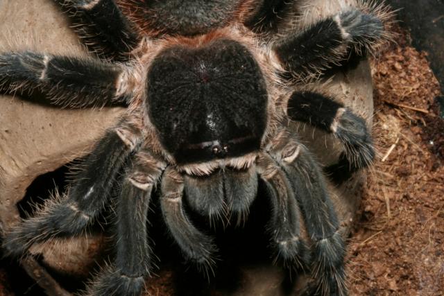 Lasiodora