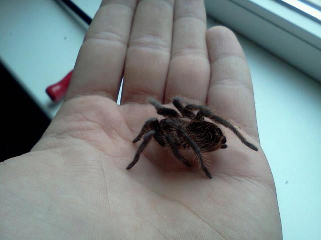 Brachypelma Albopilosum vardu Lenis