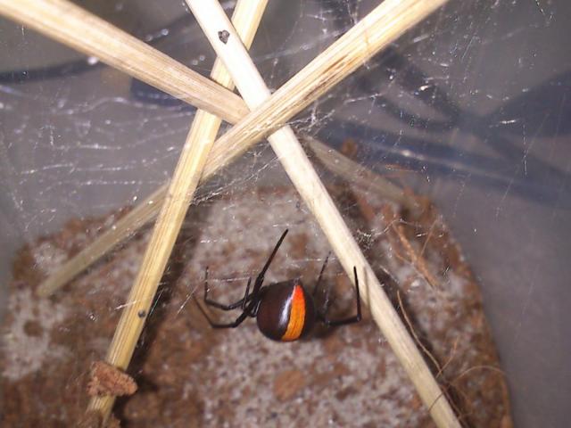 Latrodectus hasselti