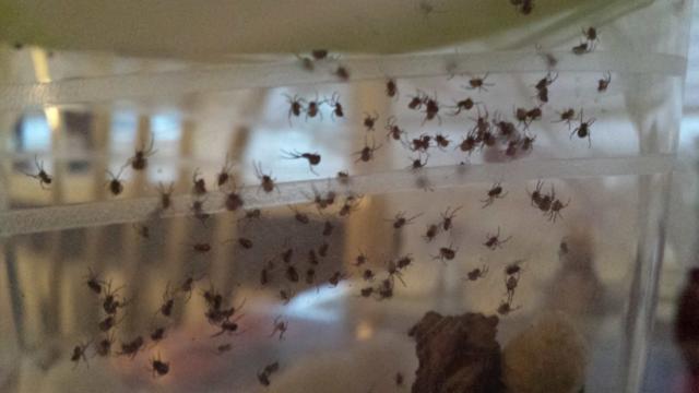 Latrodectus hasselti
