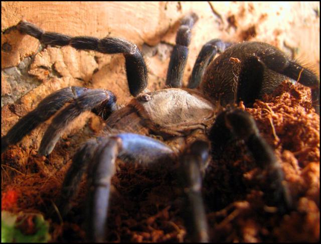 Haplopelma lividum