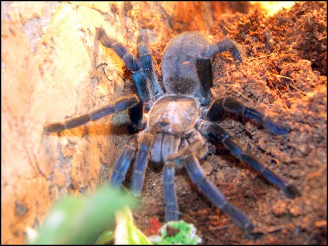 Haplopelma lividum