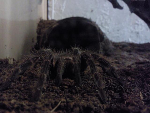 Lasiodora