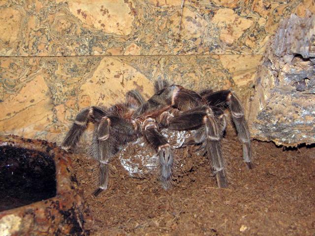 Lasiodora parahybana