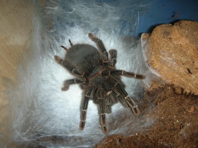 Lasiodora parahybana