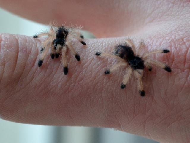 Avicularia Avicularia