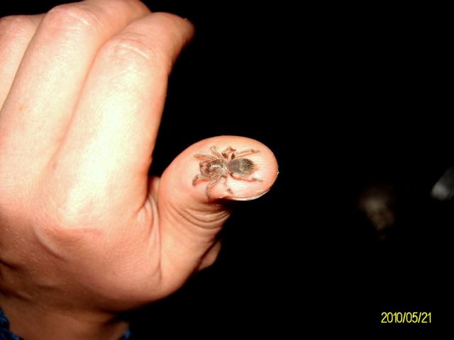 N. chromatus