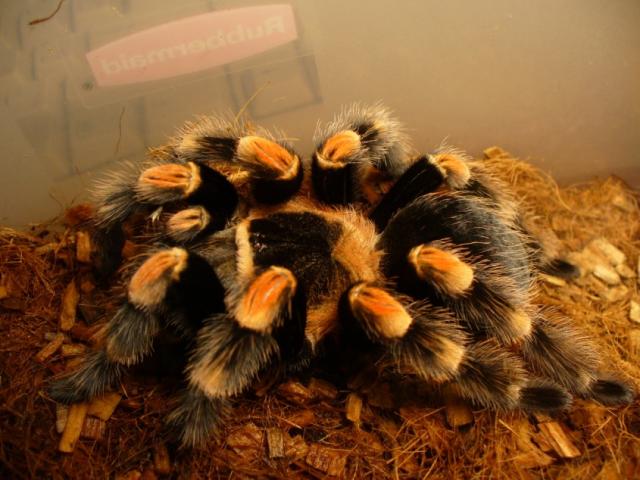 B. smithi