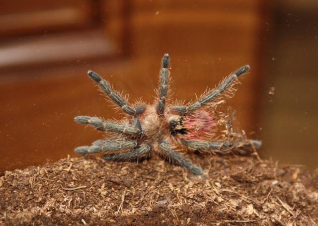 Thrixopelma ockerti