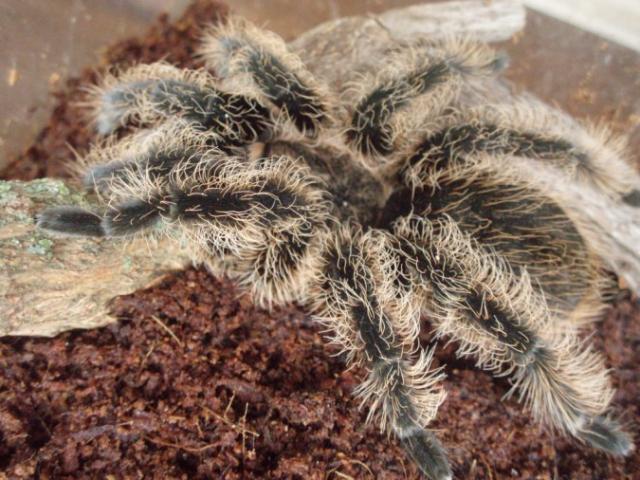 Br. albopilosum