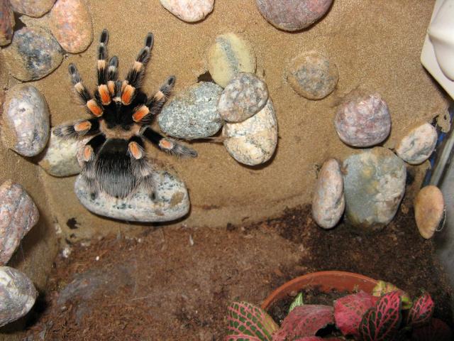 B. Smithi