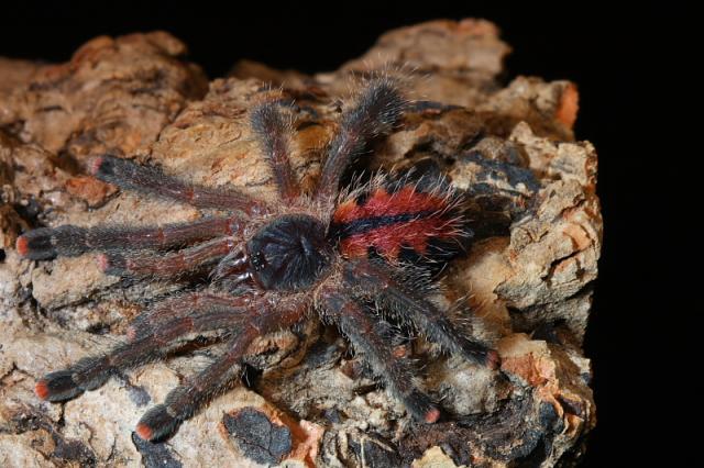 Avicularia metallica