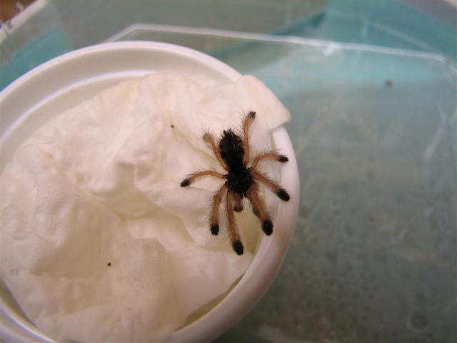 Avicularia metallica