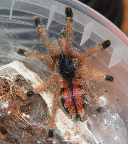 Aviculiaria metallica