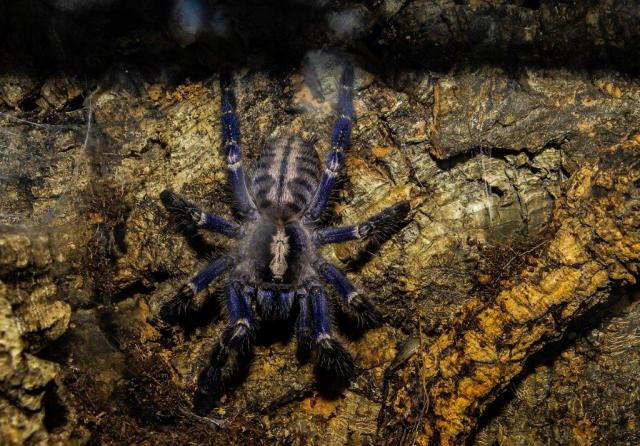P. metallica
