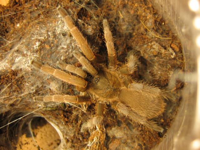 Selenocosmia javanensis