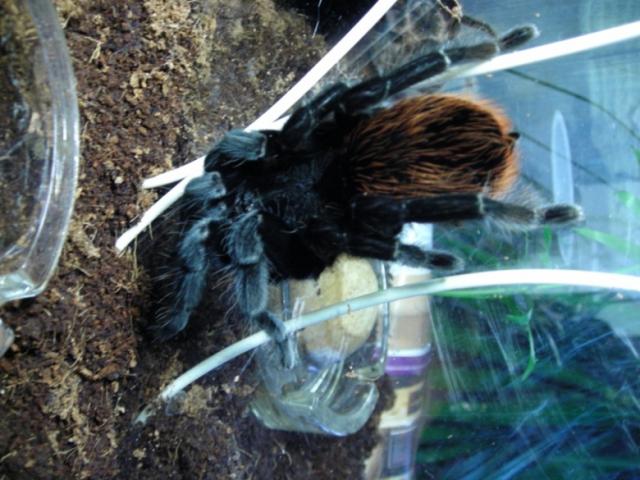 Vagans