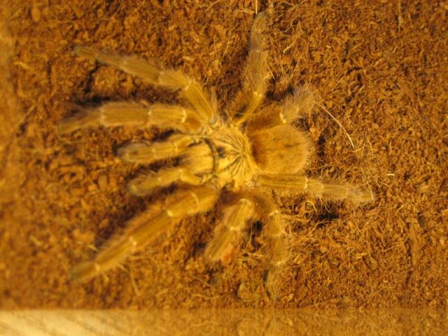 P. murinus