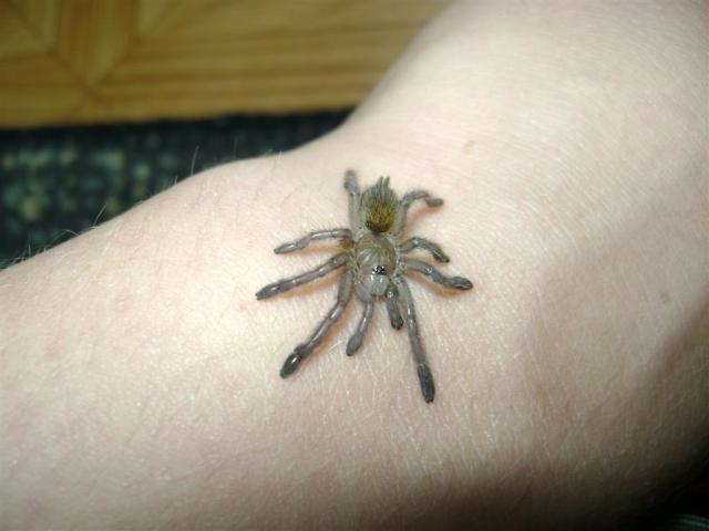 P. murinus