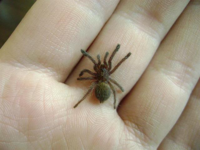 P. murinus