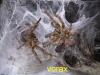 murinus_t1.jpg
