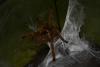 murinus_t1_1_2_3_4_5.jpg