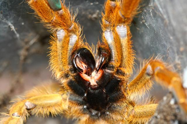 P. murinus