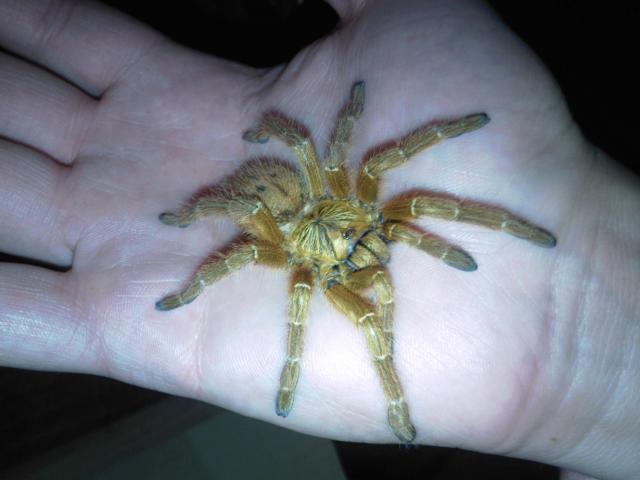Pterinochilus murinus
