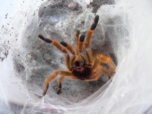 Pterinochilus murinus