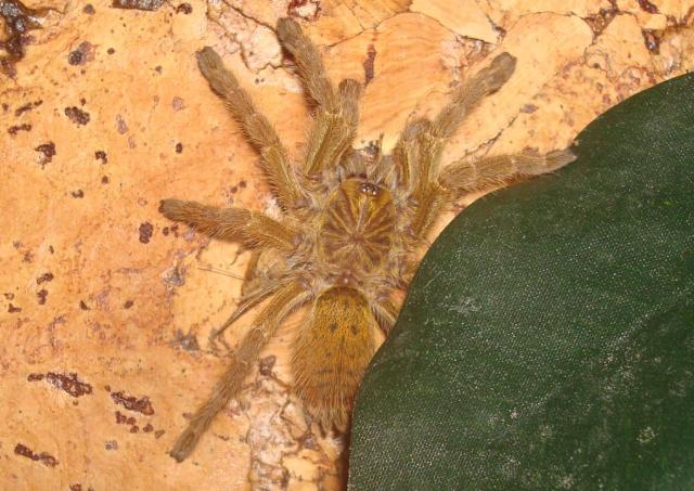 P. murinus