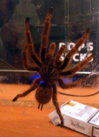Murinus