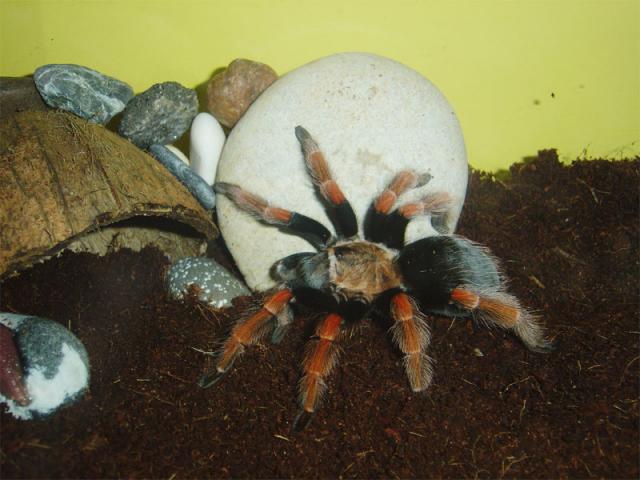 Brachypelma boehmei