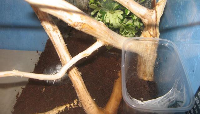 A. versicolor