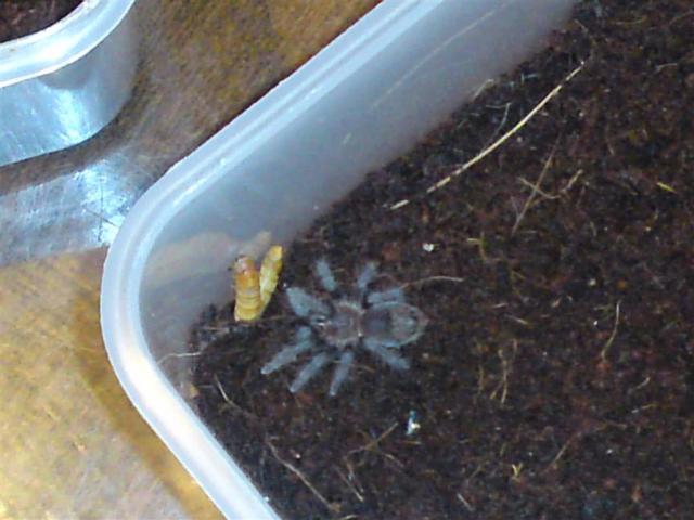 Brachypelma albopilosum