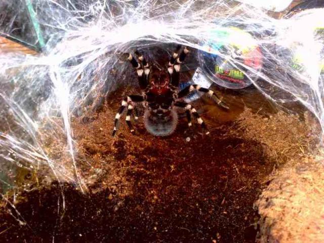 Acanthoscurria geniculata