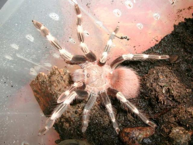 Nhandu chromatus