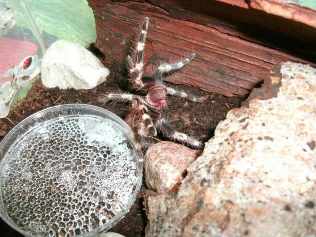 Nhandu chromatus