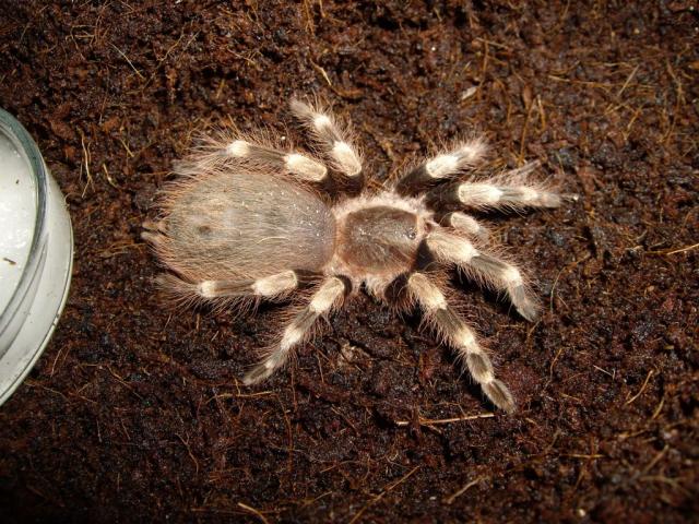 Nhandu chromatus
