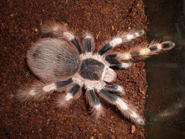 Nhandu chromatus