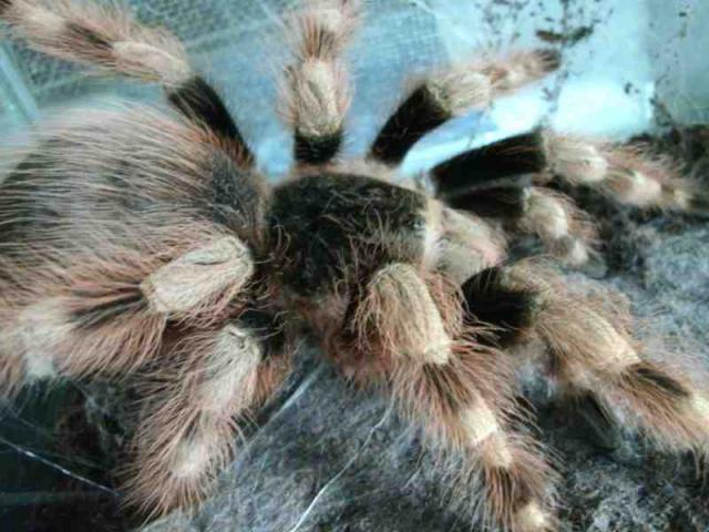 Chromatus