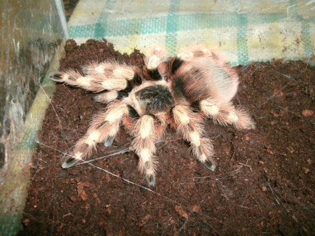 Nhandu chromatus