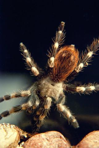 Nhandu chromatus